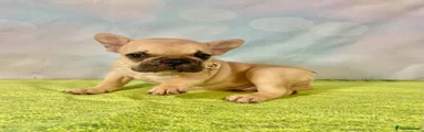 French Bulldog 3