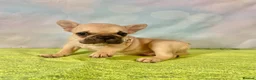 French Bulldog dogs for sale: Beautiful French Bulldog puppies! - Advert 9
