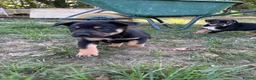 Australian Kelpie dogs for sale: Kelpie cross Collies in Launceston - Advert 17