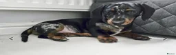 Miniature Dachshund dogs for sale: Frankie dapple miniature dashound  - Advert 4