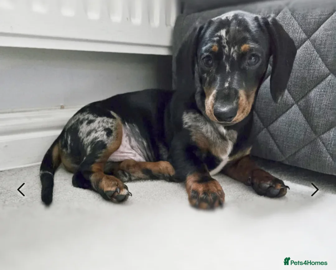 Miniature Dachshund dogs for sale: Frankie dapple miniature dashound  - Advert 4