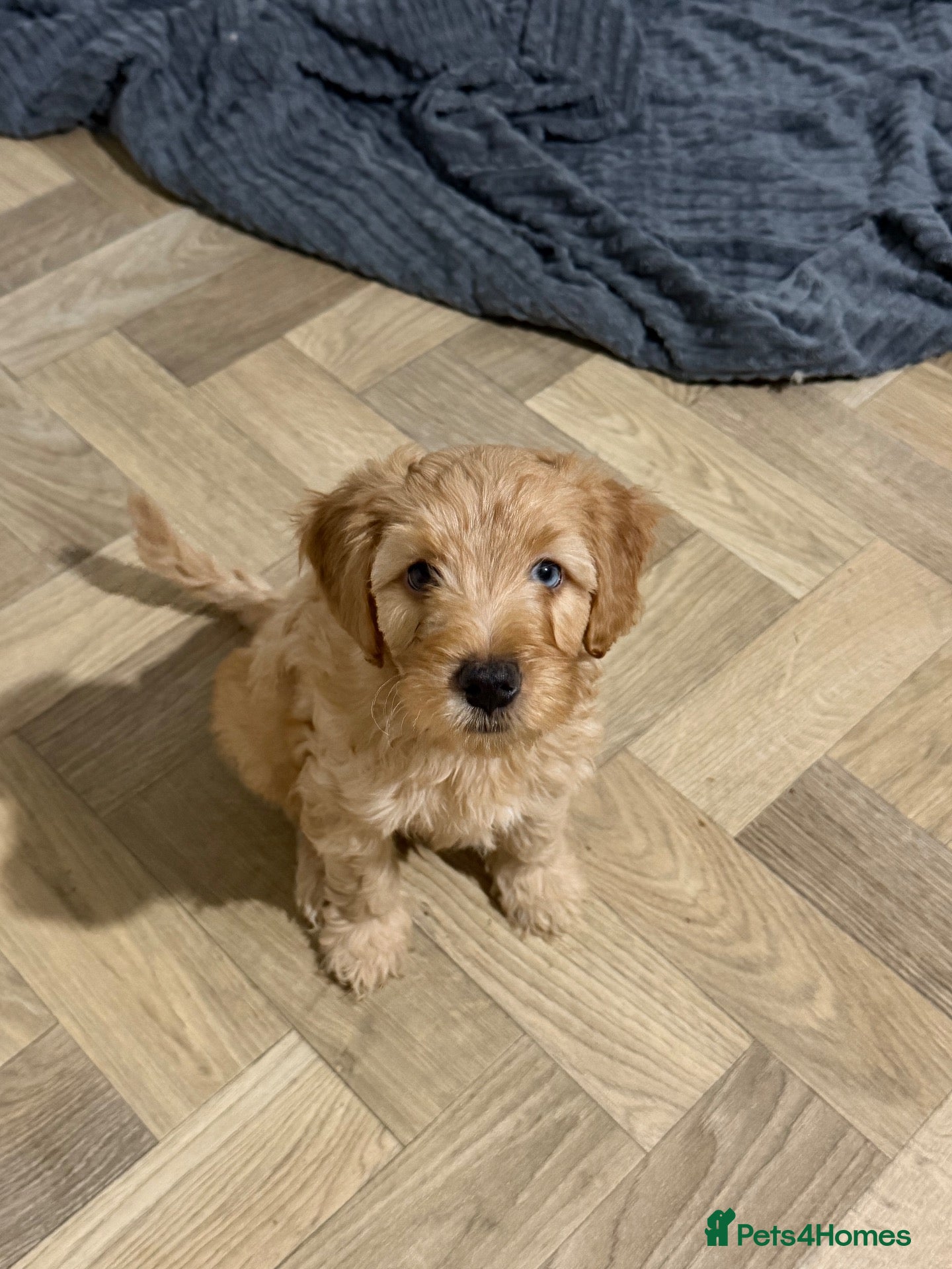 Cockapoo dogs  cockapoo litter f2 - Advert 17