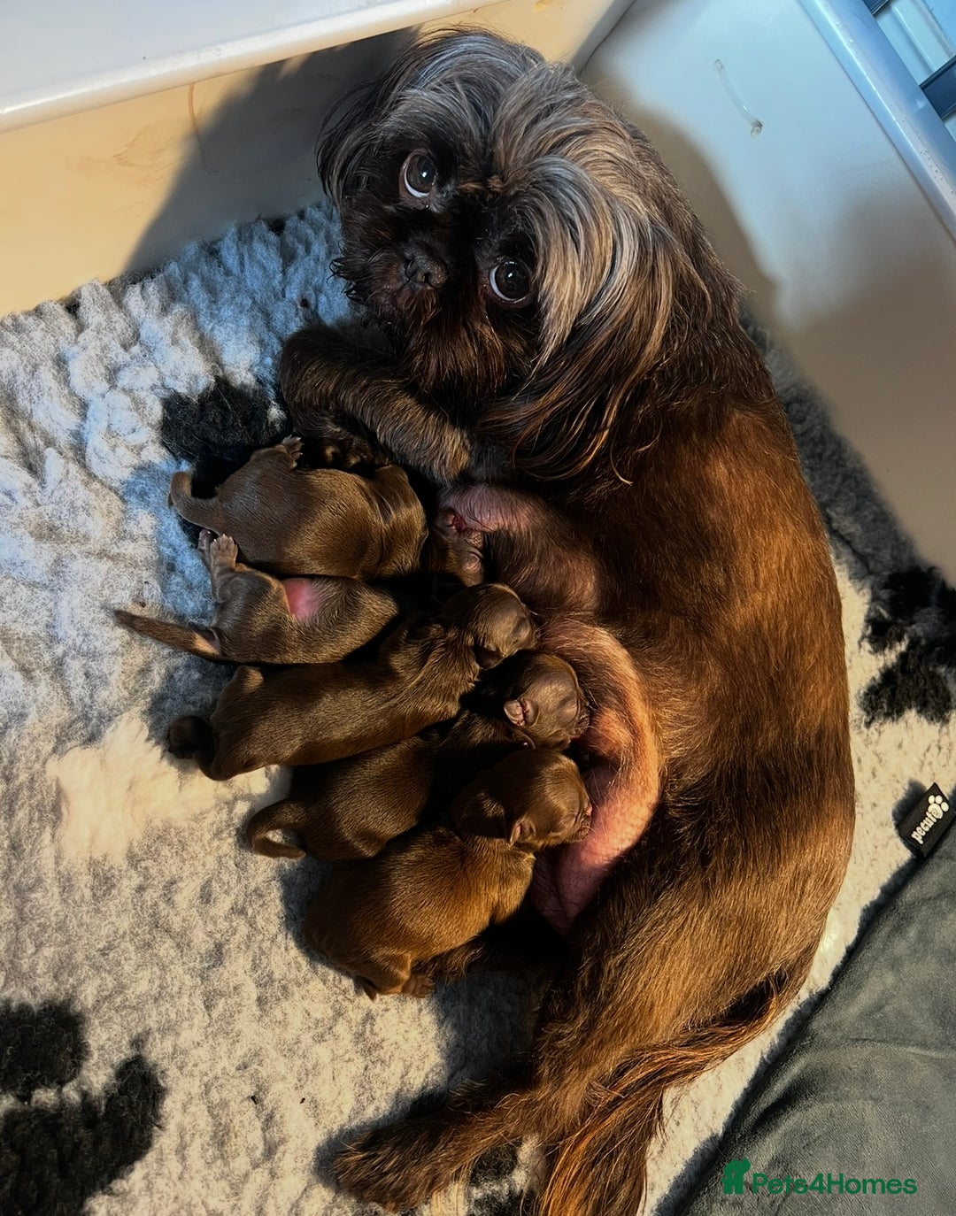 Shih Tzu dogs for sale: Stunning KC chocolate imperial Shihtzu puppies - Image 29