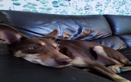 Australian Kelpie dogs for sale: 3 year old Australian kelpie  - Image 4