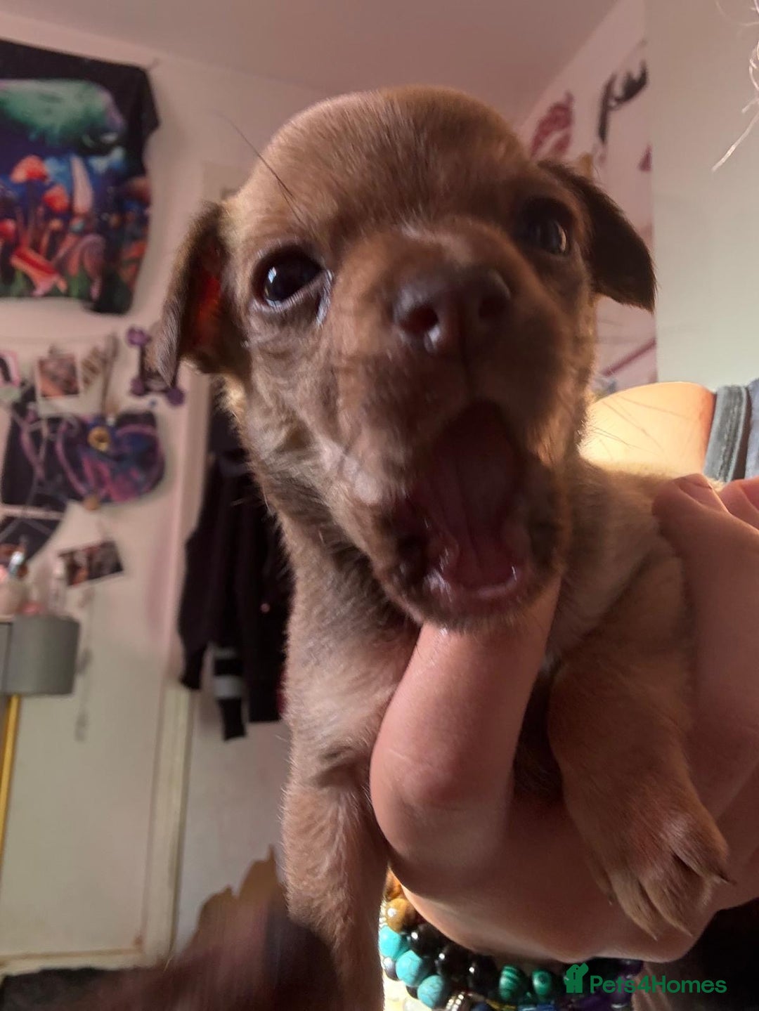 Mixed Breed dogs for sale: chihuahua mixed breed - Advert 30