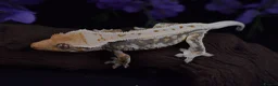 Gecko reptiles for sale: High end crested geckos - Advert 3
