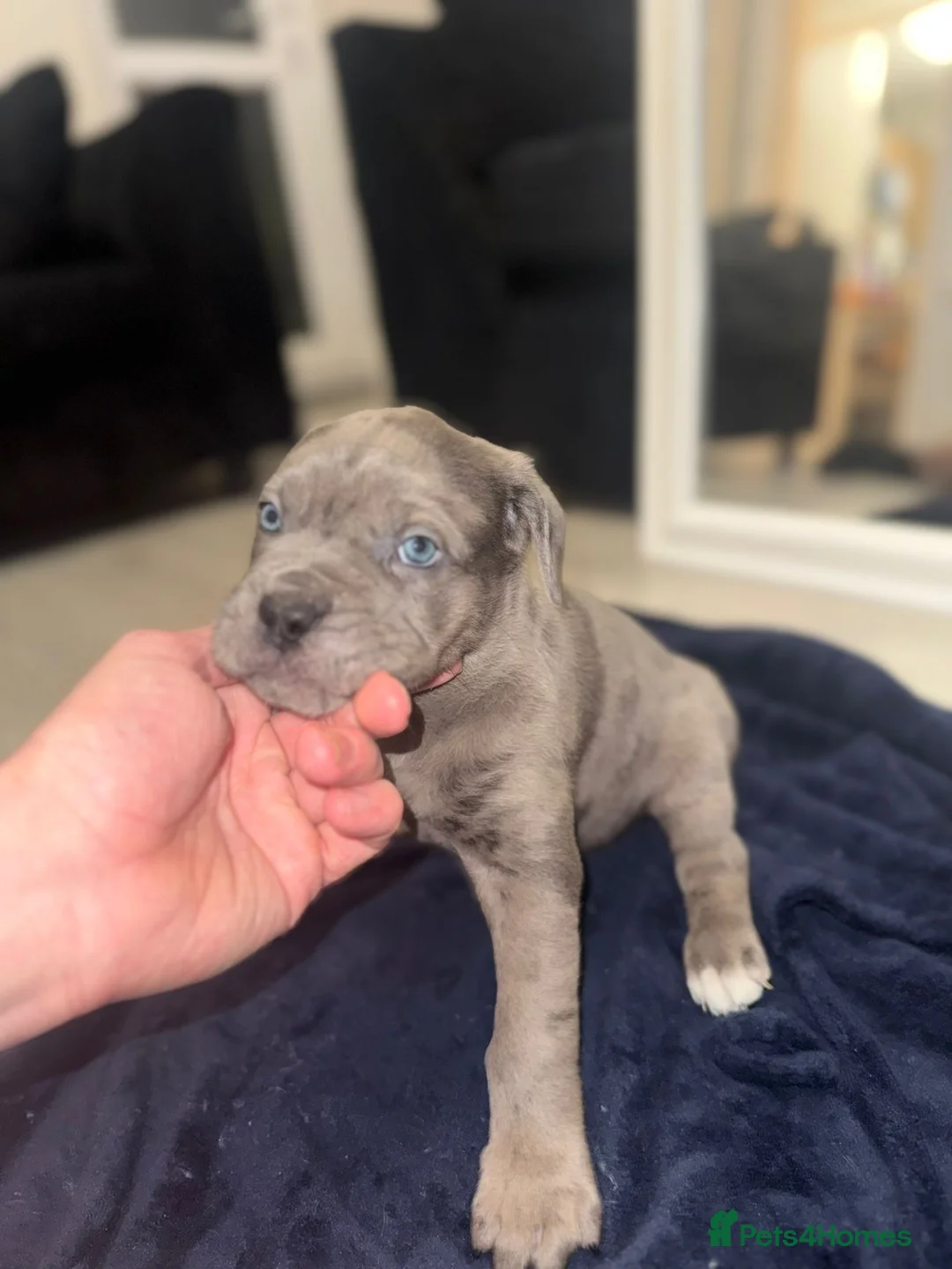 Cane Corso dogs for sale: Cane Corso puppies  - Advert 21