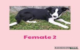 Border Collie dogs for sale: Border collie puppies  - Image 6