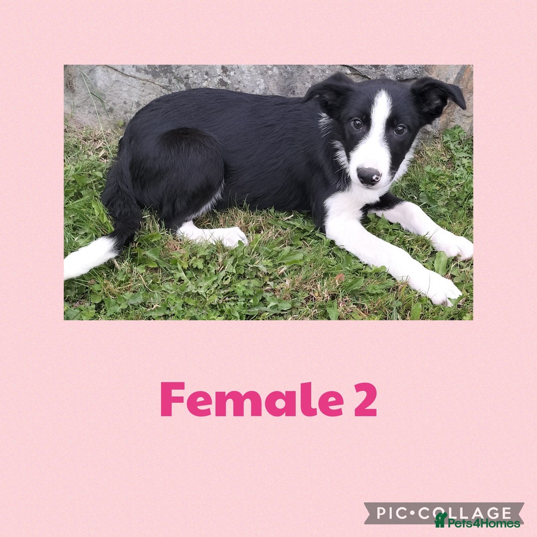 Border Collie dogs for sale: Border collie puppies  - Image 6
