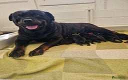 Rottweiler dogs for sale: Stunning Rottweiler puppys - Image 1