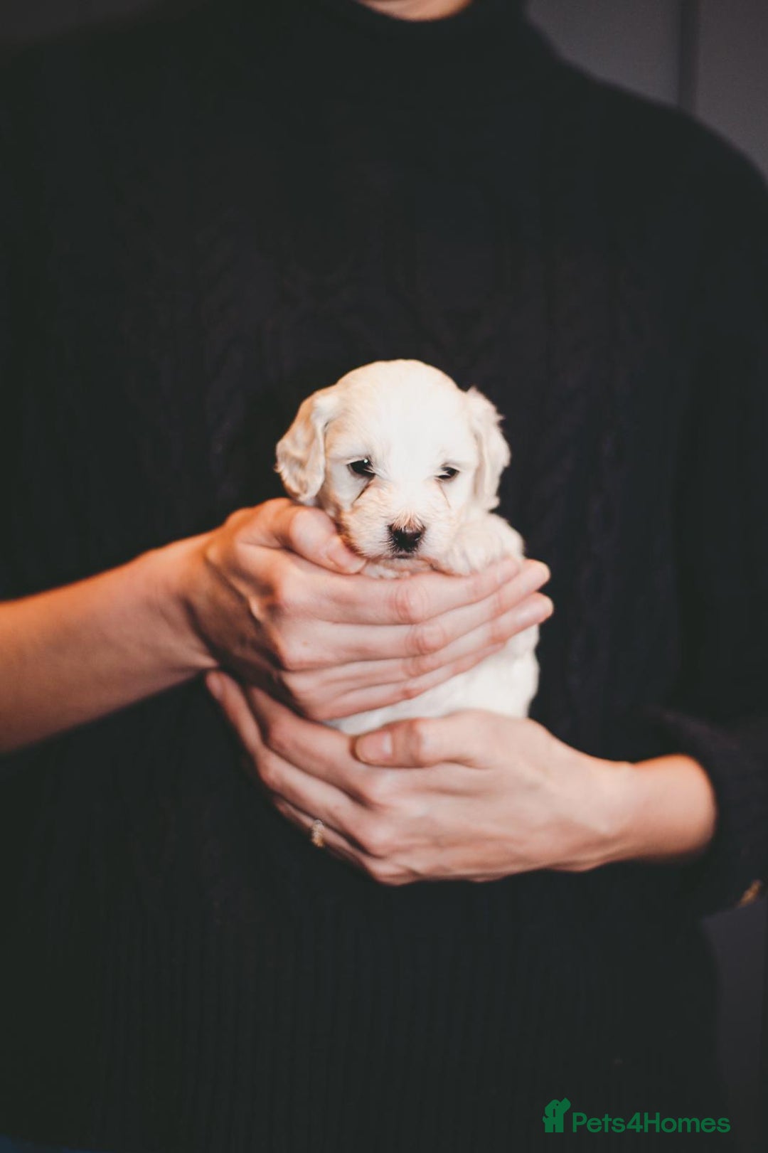 Maltipoo dogs for sale: BEST IN CLASS - F2 MALTIPOO PUPPIES - Advert 7