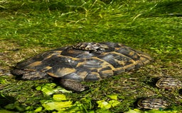Tortoise reptiles for sale: Birtha is a Spur thigh Fertile female .  - Image 1