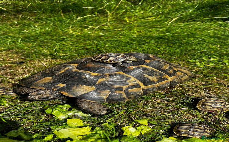 Tortoise reptiles - Advert 9