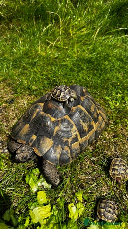 Tortoise reptiles - Advert 8