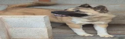 Akita dogs for sale: FEMALE AMERICAN AKITA - Advert 5