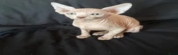 Sphynx cats for sale: Beautiful Sphynx Boy 😊 - Advert 12