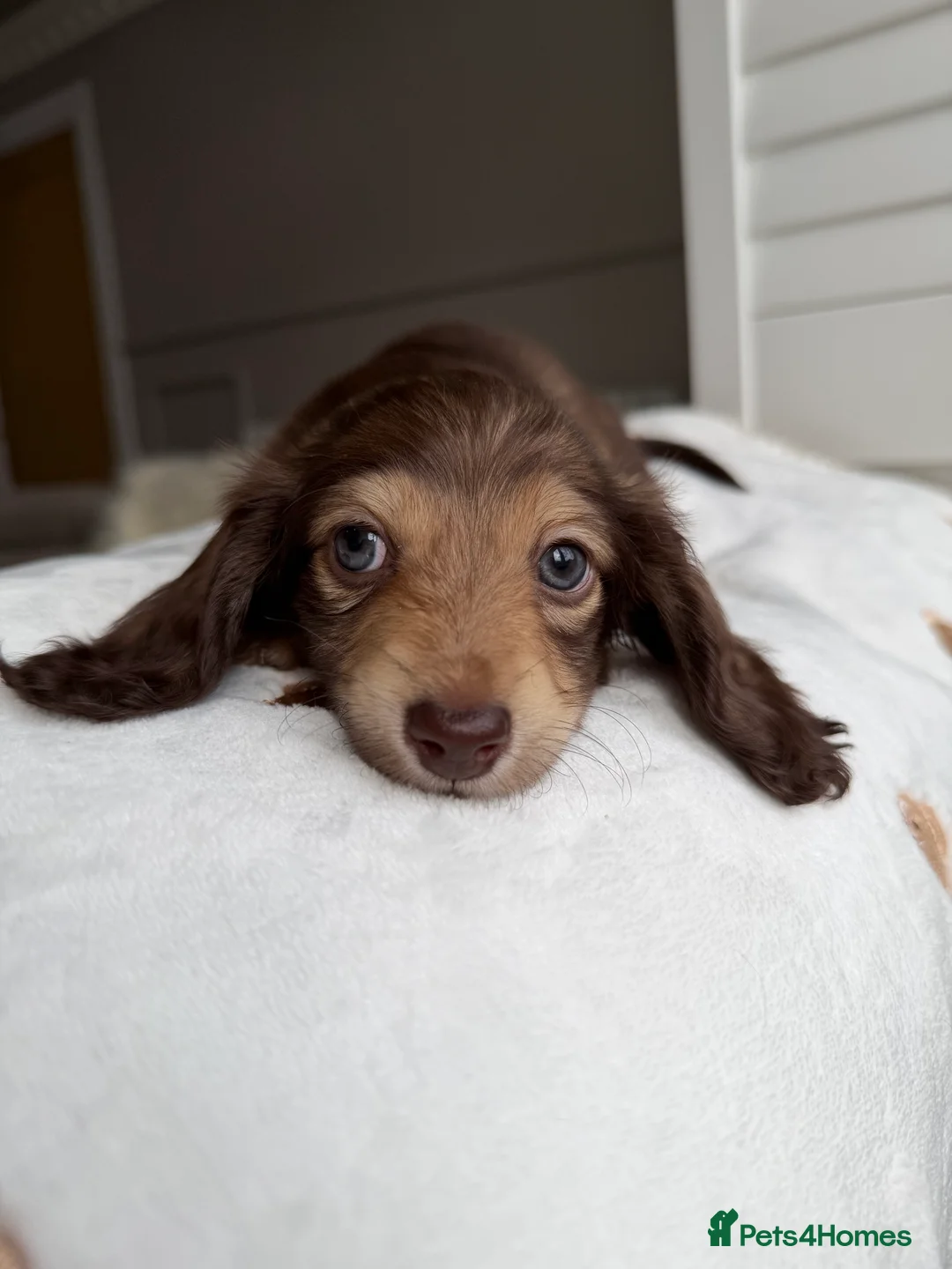Miniature Dachshund dogs for sale: Clear cream miniature dachshunds  - Advert 5