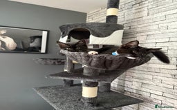 Mixed Breed cats for sale: Two female 7 month old kittens  - Image 3