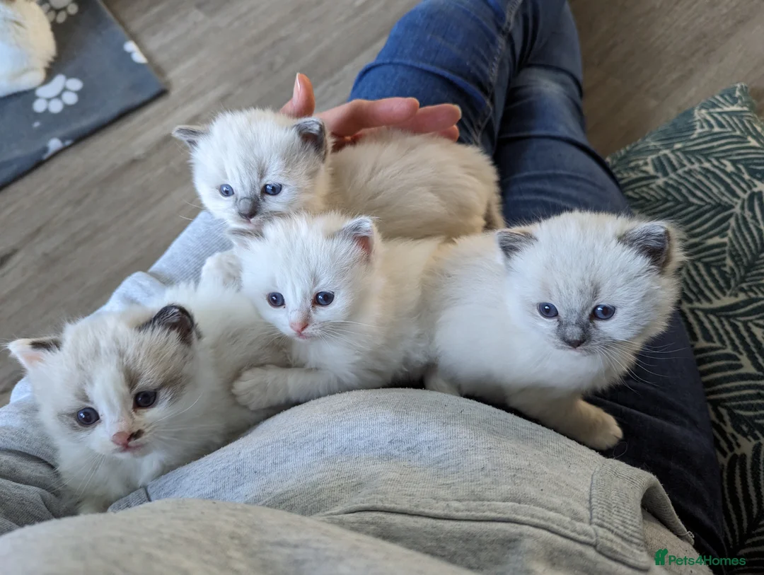 Ragdoll cats for sale: Gorgeous ragdoll kittens - Advert 5