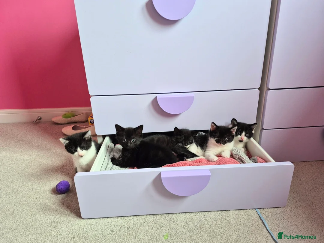 Mixed Breed cats for sale: Ragdoll kittens  - Advert 1