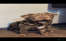 French Bulldog dogs for sale: Fluffy French bulldog New shade - Image 3