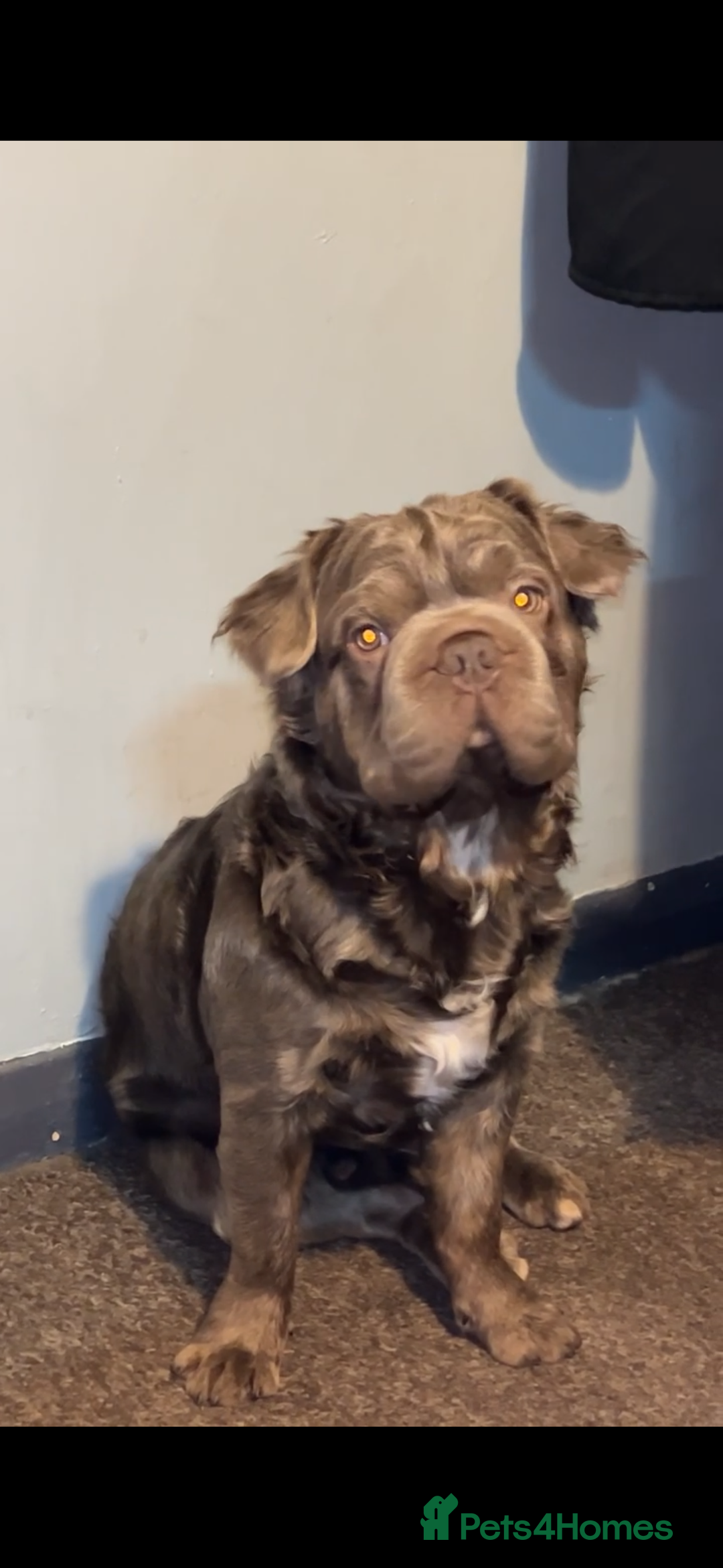 French Bulldog dogs for sale: Fluffy French bulldog New shade - Image 3