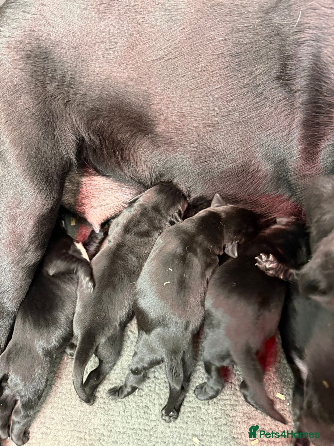 Labrador Retriever dogs for sale: Beautiful Black KC reg Labrador Puppies - Advert 2