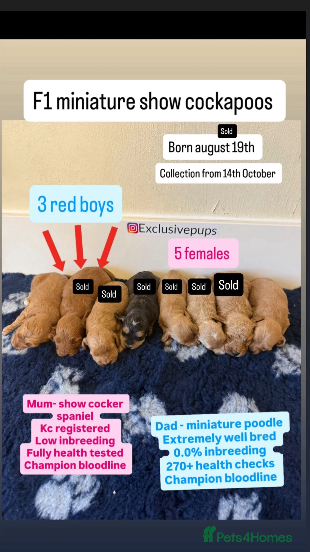 Cockapoo dogs for sale: 🏆🧬F1 miniature show cockapoos 270+health checks  in Pickering - Advert 1