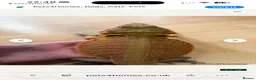 Bearded Dragon reptiles for sale: Baby bearded dragons  - Advert 4
