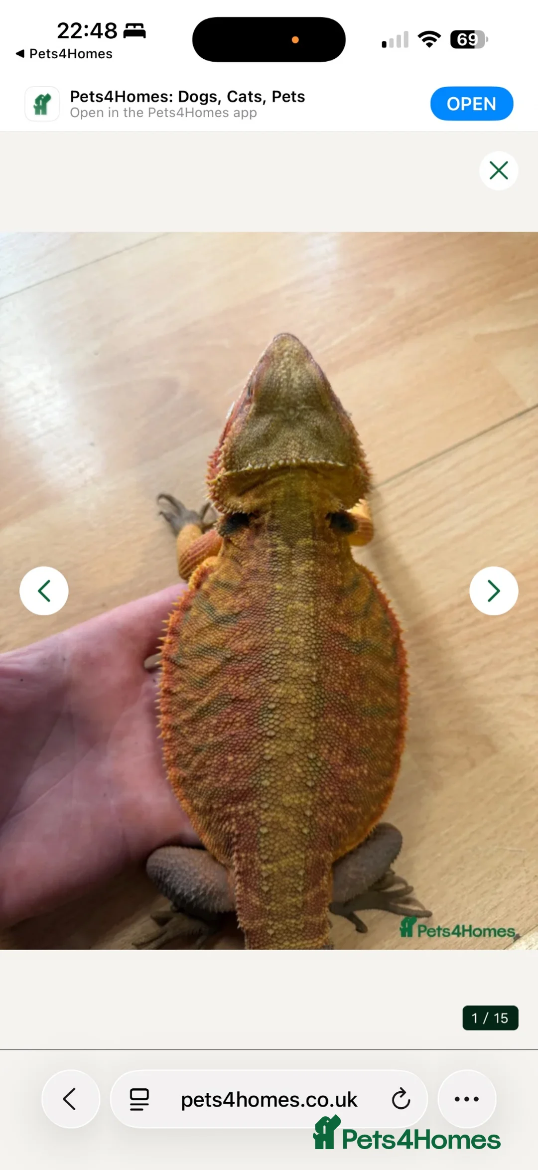Bearded Dragon reptiles for sale: Baby bearded dragons  - Advert 4