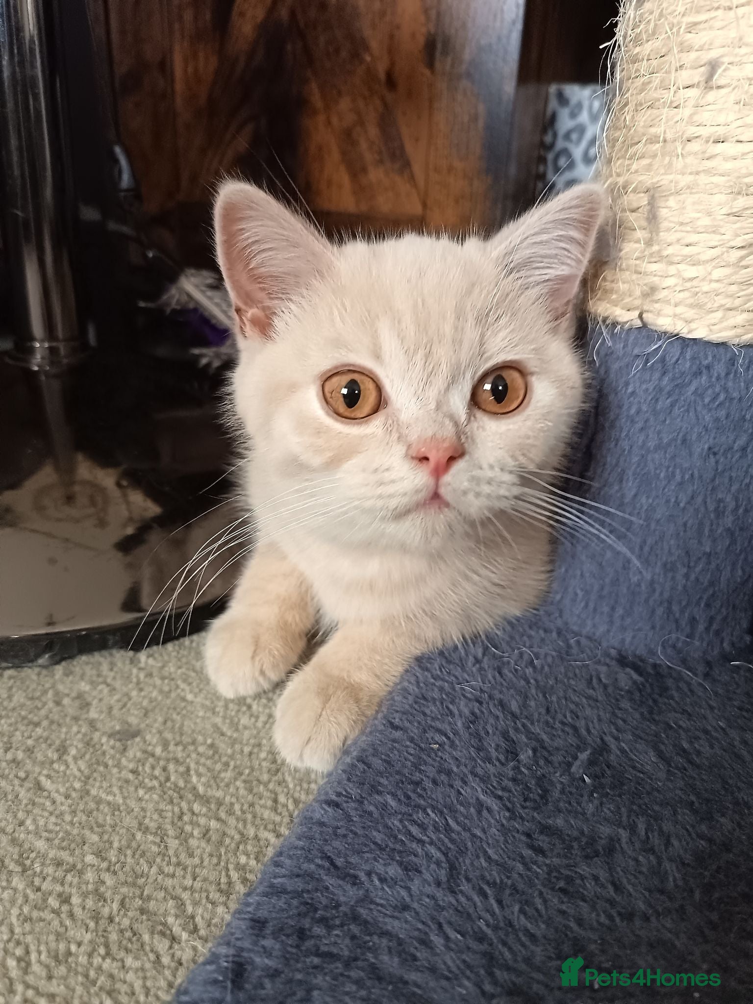 British Shorthair cats GCCF registered cream boy left  - Advert 11