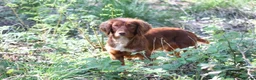 Cocker Spaniel dogs for stud: Fully Health Tested Dark Red W/Cocker Spaniel Stud in Totnes - Advert 6