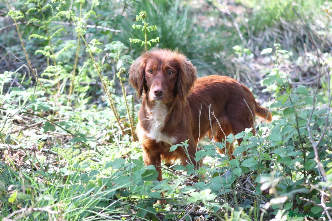 Cocker Spaniel dogs for stud: Fully Health Tested Dark Red W/Cocker Spaniel Stud in Totnes - Advert 6