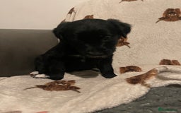 Mixed Breed dogs for sale: 🌟 Collie x Golden Retriever Puppies 🌟 - Image 10
