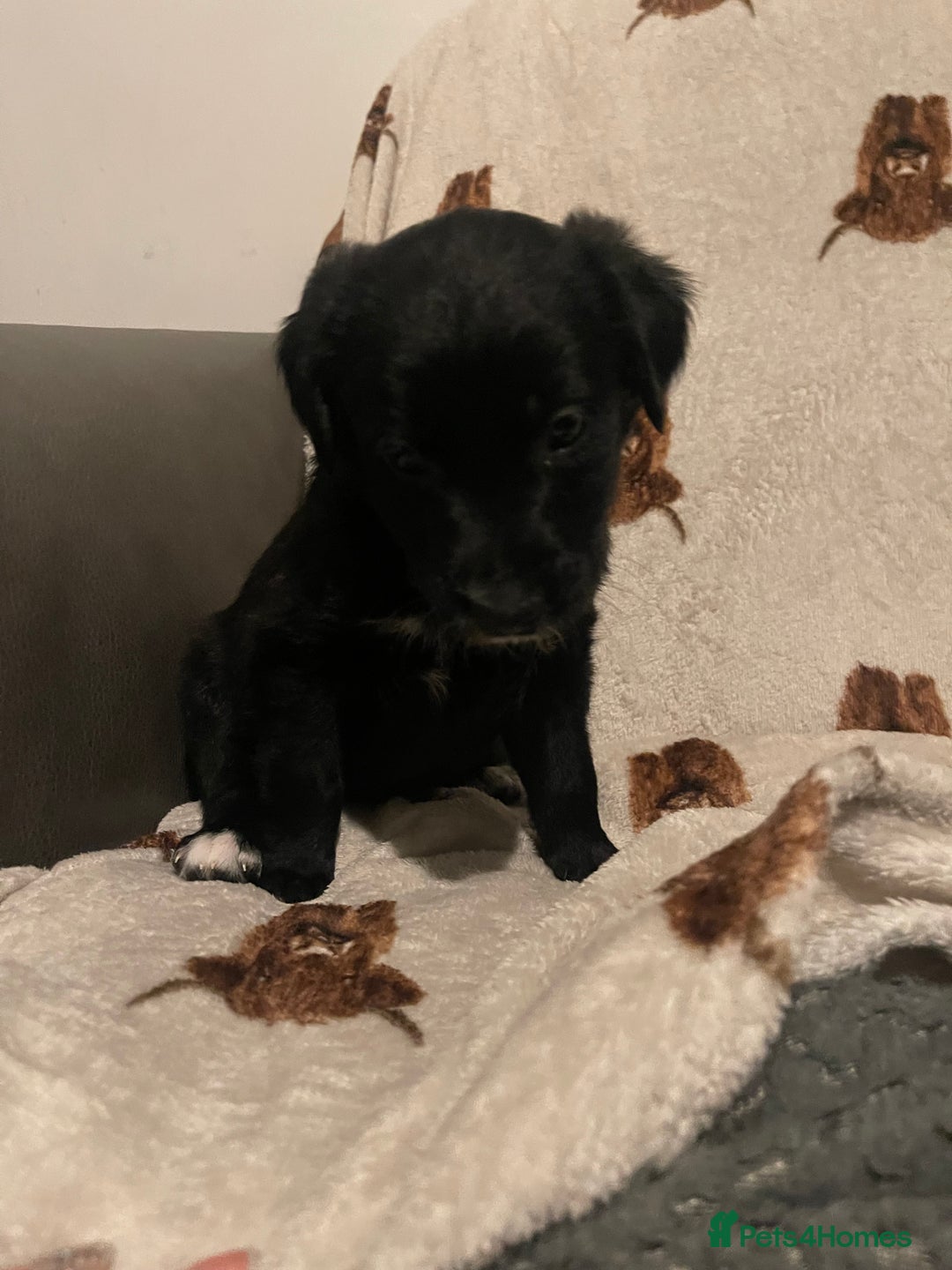 Mixed Breed dogs for sale: 🌟 Collie x Golden Retriever Puppies 🌟 - Image 10