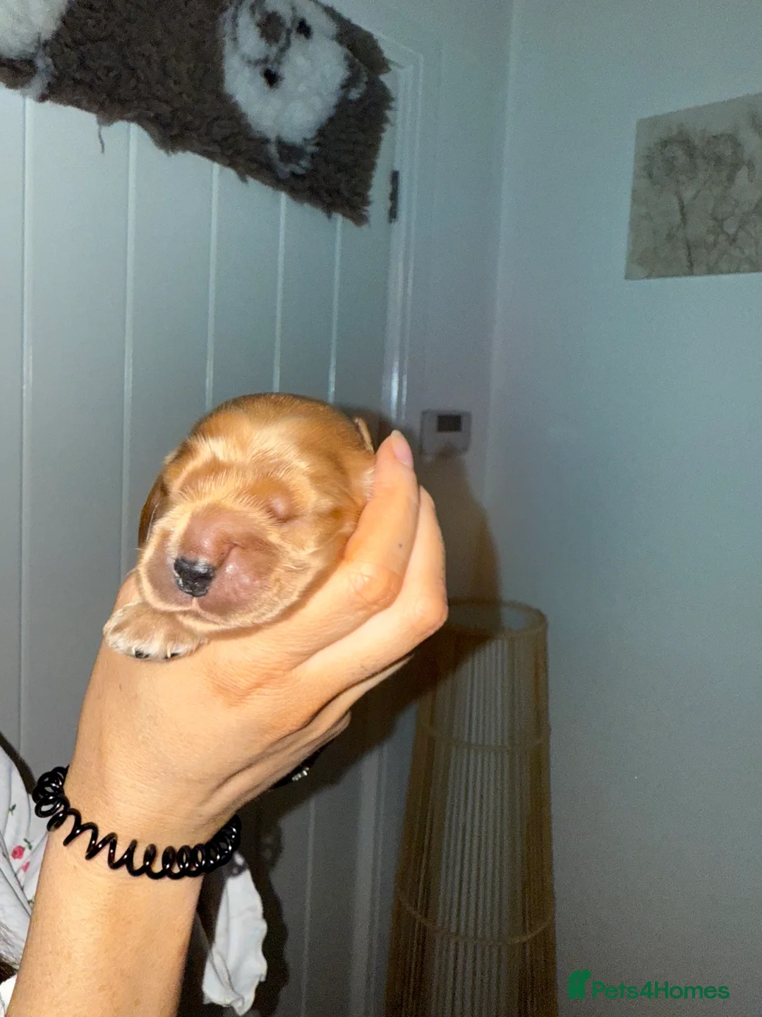 Cocker Spaniel dogs for sale: Show type cocker spaniels - Advert 22