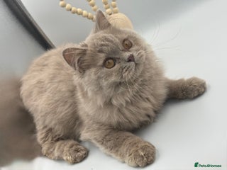 British Longhair cats - Advert 2