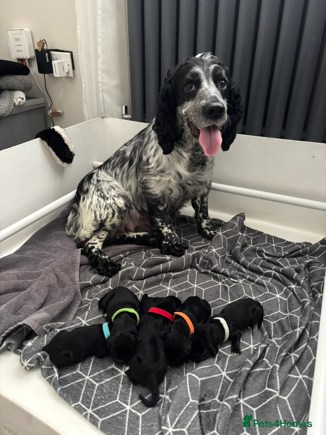 Cocker Spaniel dogs for sale: KC Registered Working Cocker Spaniel Puppies in Swansea - Advert 2