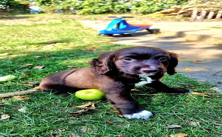 Cocker Spaniel dogs - Advert 1