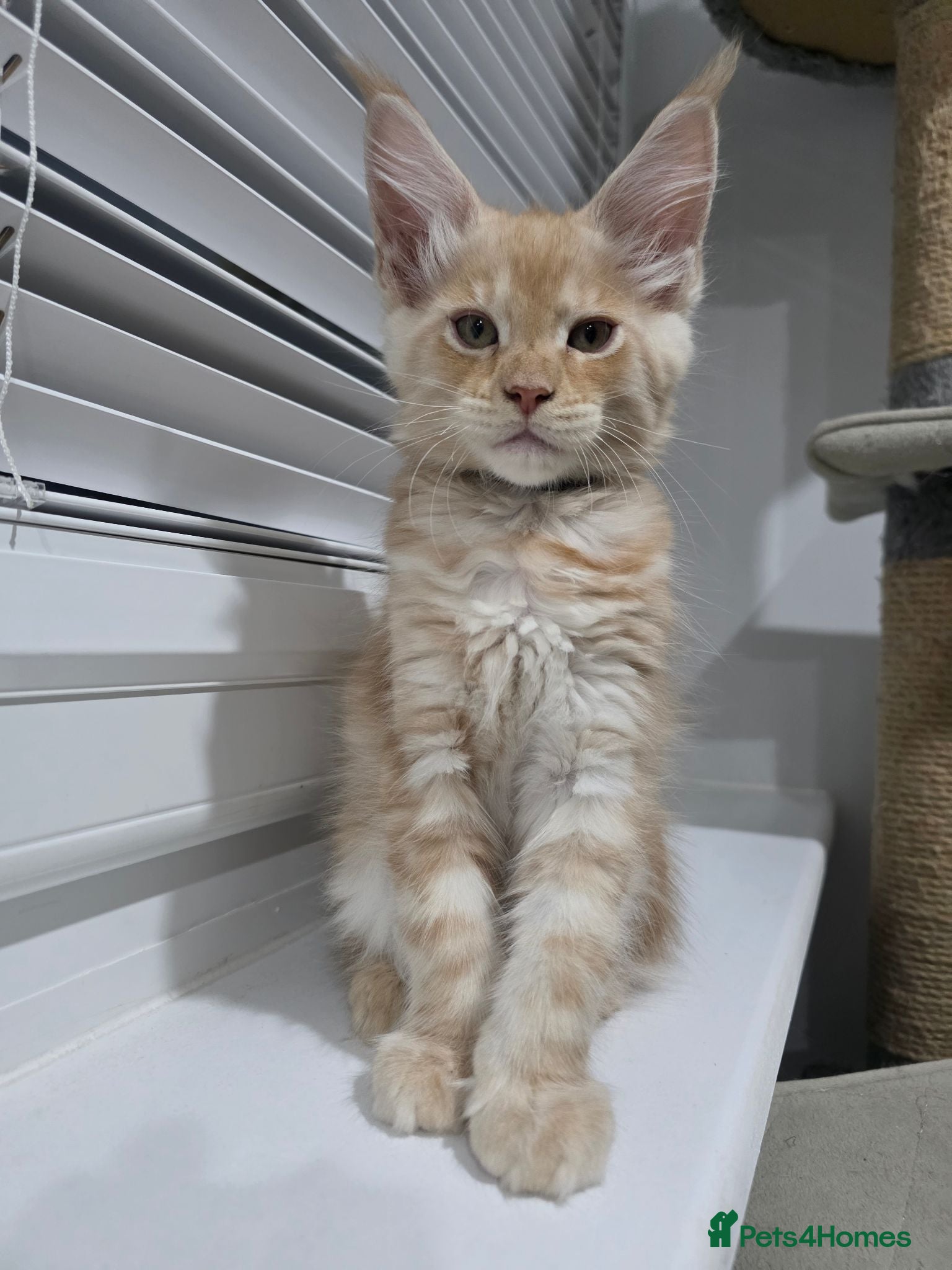 Maine Coon cats TICA Registered Maine Coon Kittens–Russian Line🐾 - Advert 1
