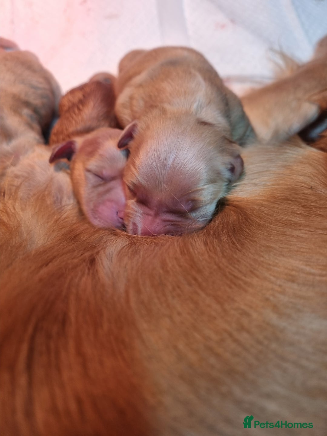 Golden Retriever dogs for sale: Stunning KC Registered Golden Retriever Puppies  - Advert 13