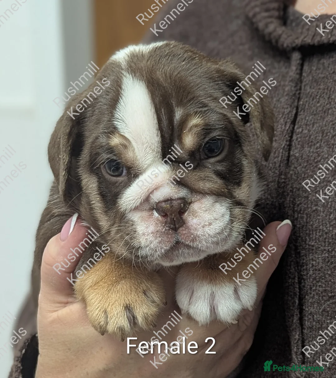 Olde English Bulldogge dogs for sale: Olde English bulldog puppies - Advert 4