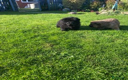 Chow Chow dogs for sale: Amazing chow chow puppies READY NOW  1 left  - Image 16