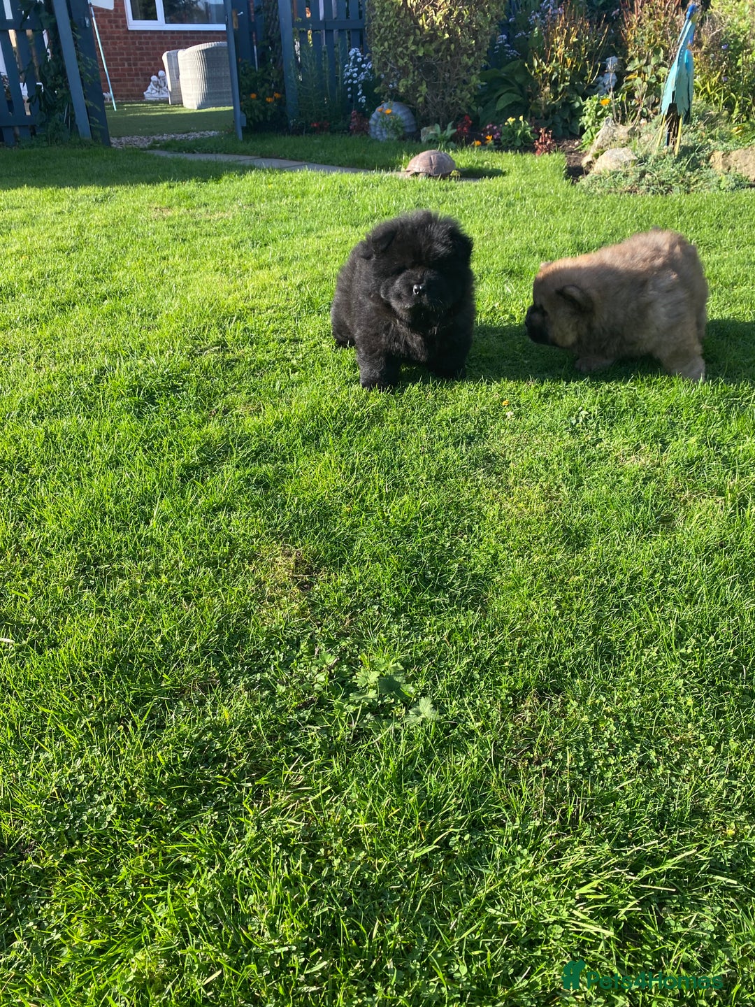 Chow Chow dogs for sale: Amazing chow chow puppies READY NOW  1 left  - Image 16