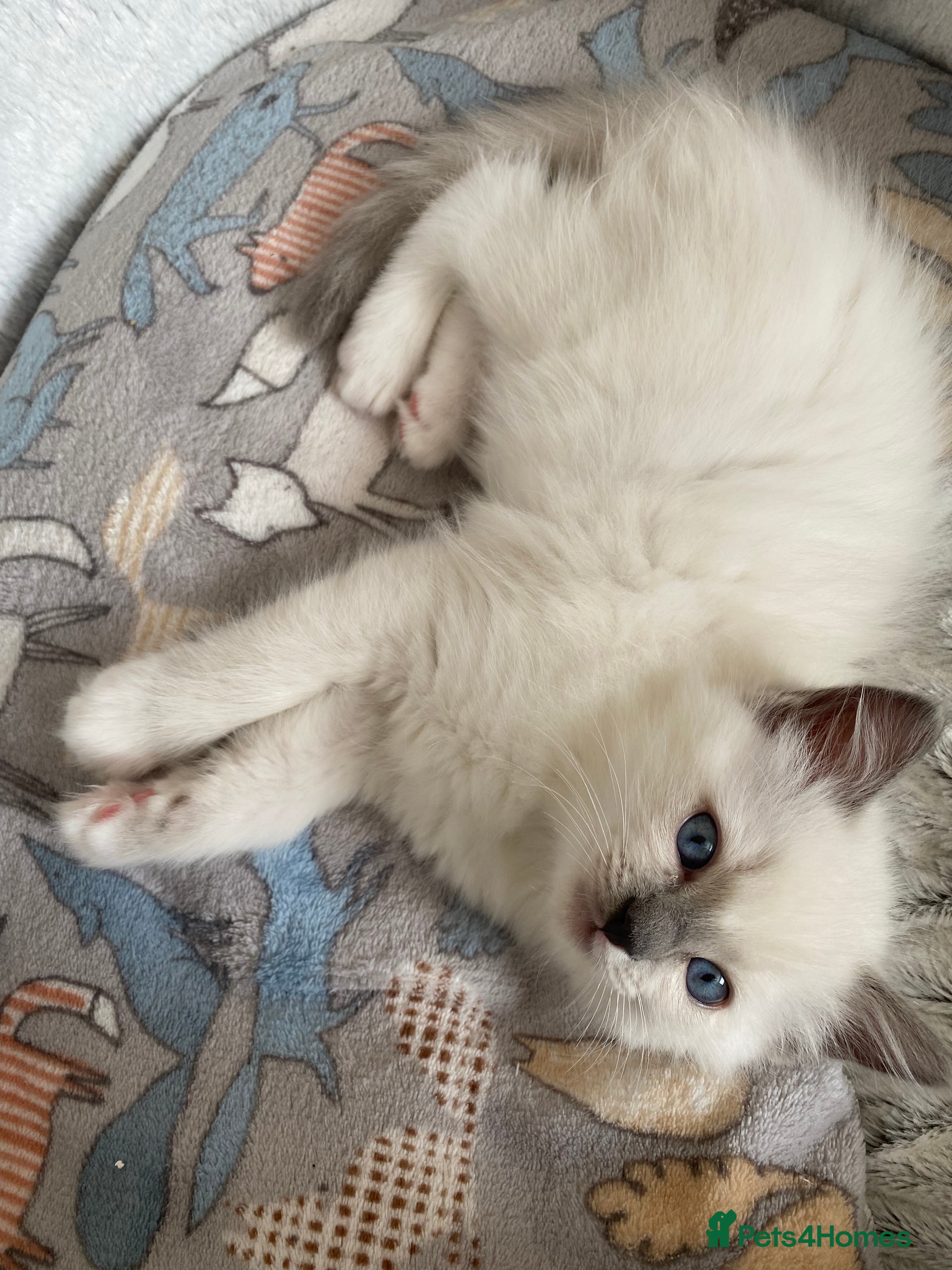 Ragdoll cats GCCF Best of Breed & Champion Bloodline Ragdolls🏆 - Advert 2