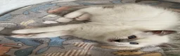 Ragdoll cats for sale: GCCF Best of Breed & Champion Bloodline Ragdolls🏆 - Advert 15
