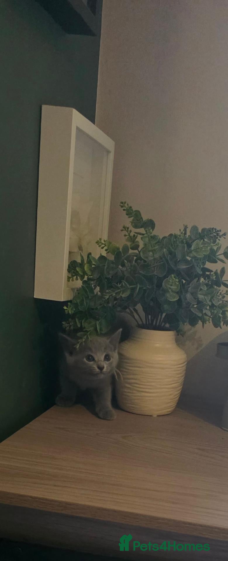Russian Blue cats 🐾 Beautiful Russian Blue Kittens 🐾 - Advert 2