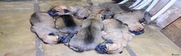 Bullmastiff dogs for sale: Beautiful Healthy Bullmastiff Puppies in Holmfirth - Advert 3