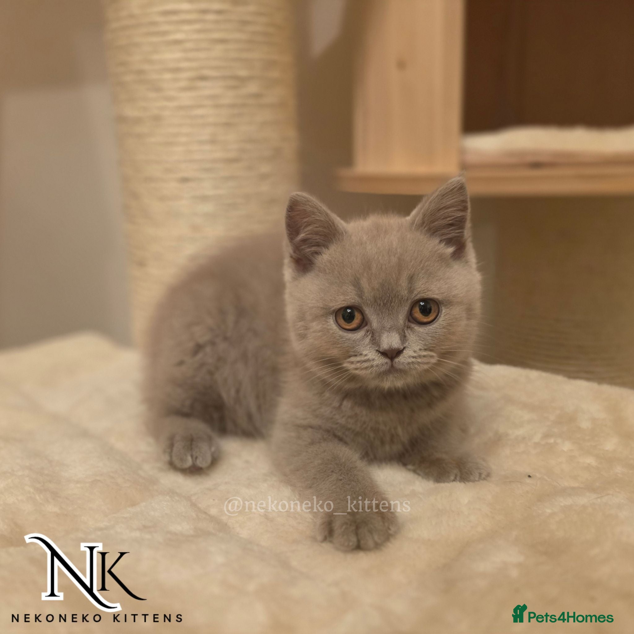 British Shorthair cats ‼️4 LEFT - READY TO LEAVE ‼️ - Advert 2