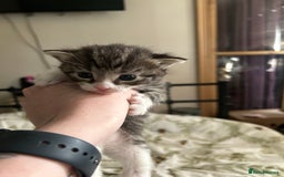 Domestic Shorthair cats for sale: BEAUTIFUL KITTENS FOR SALE, READY TO GO 29th AUG - Image 17